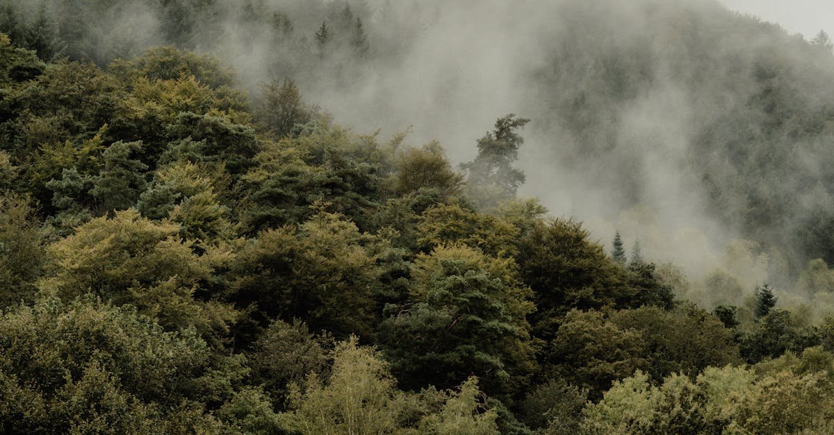 How can living in a tiny house help with your carbon footprint?