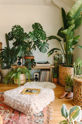 Indoor Plant Vignette